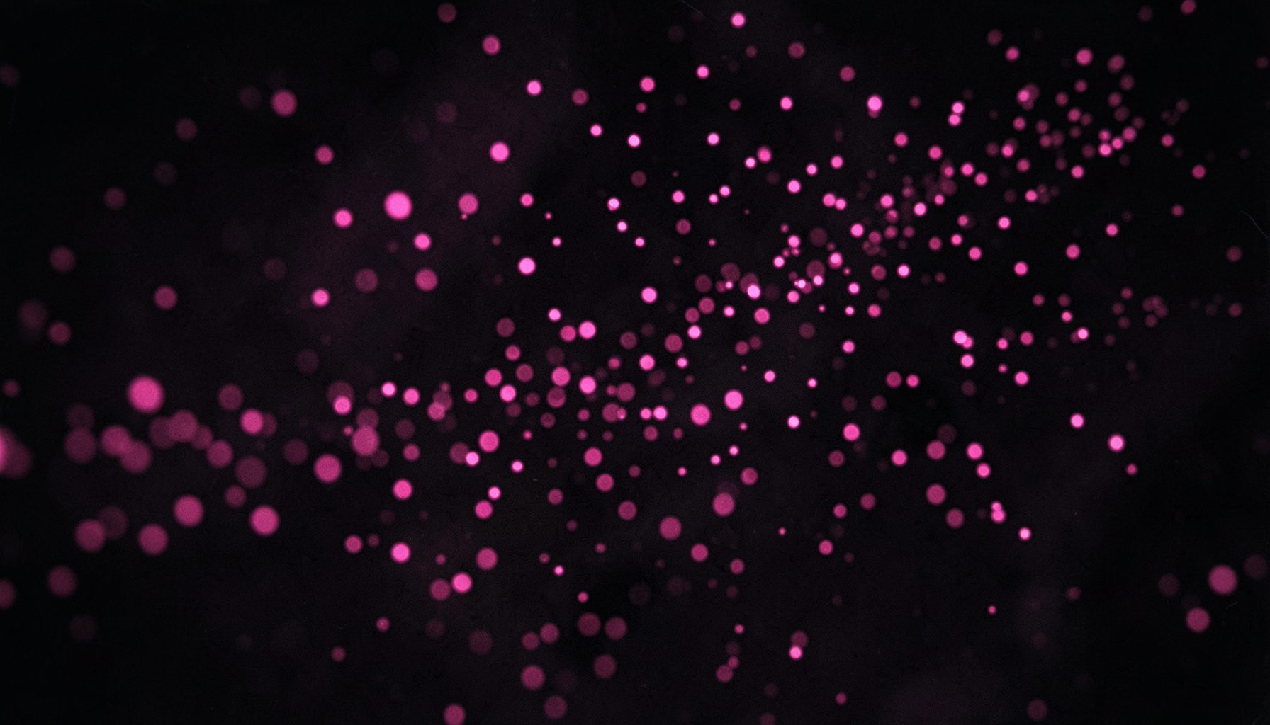 Abstract dark scene with scattered bright pink particles trailing across the frame like a mouse cursor effect